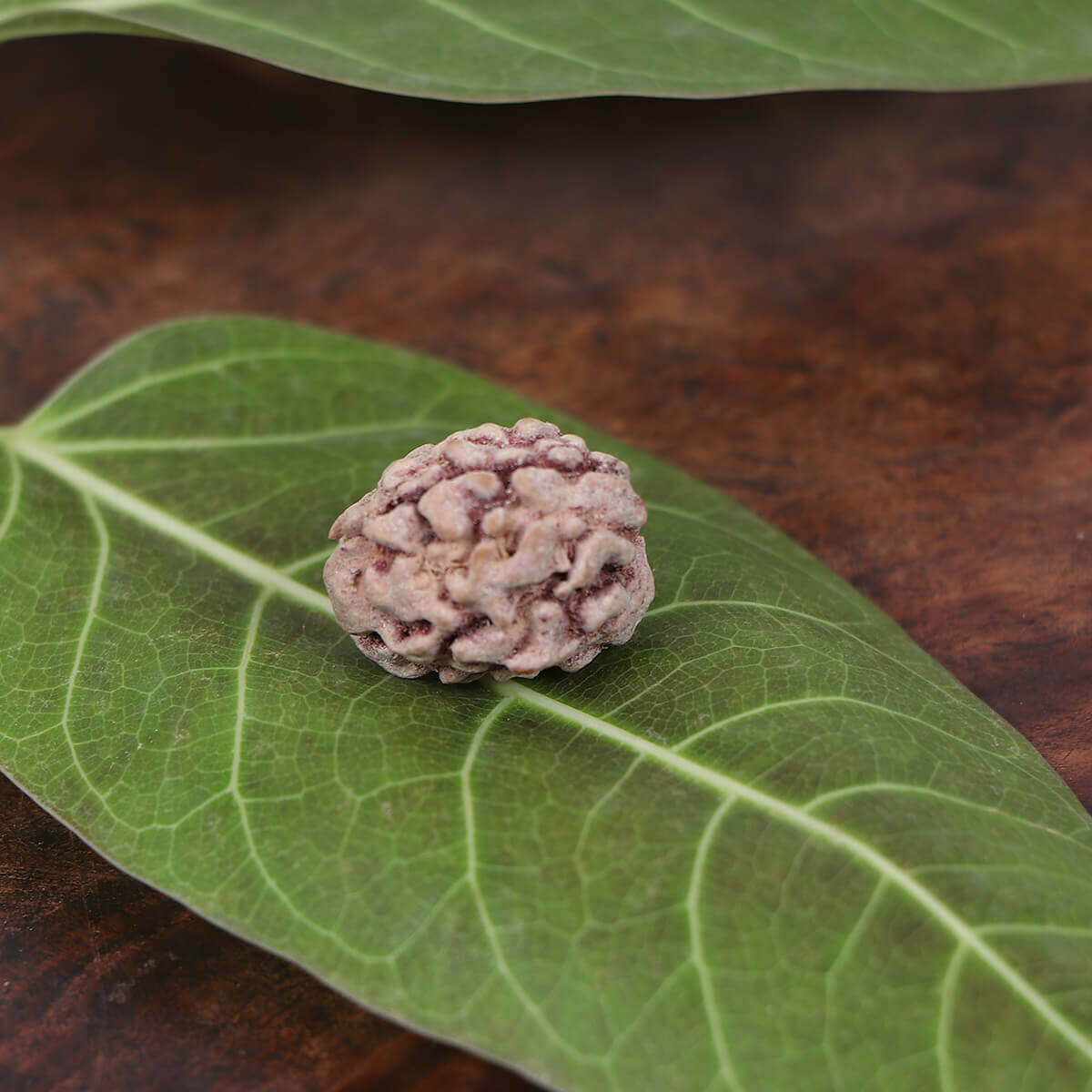 Abhimantrit 3 Mukhi Rudraksha Original Stone