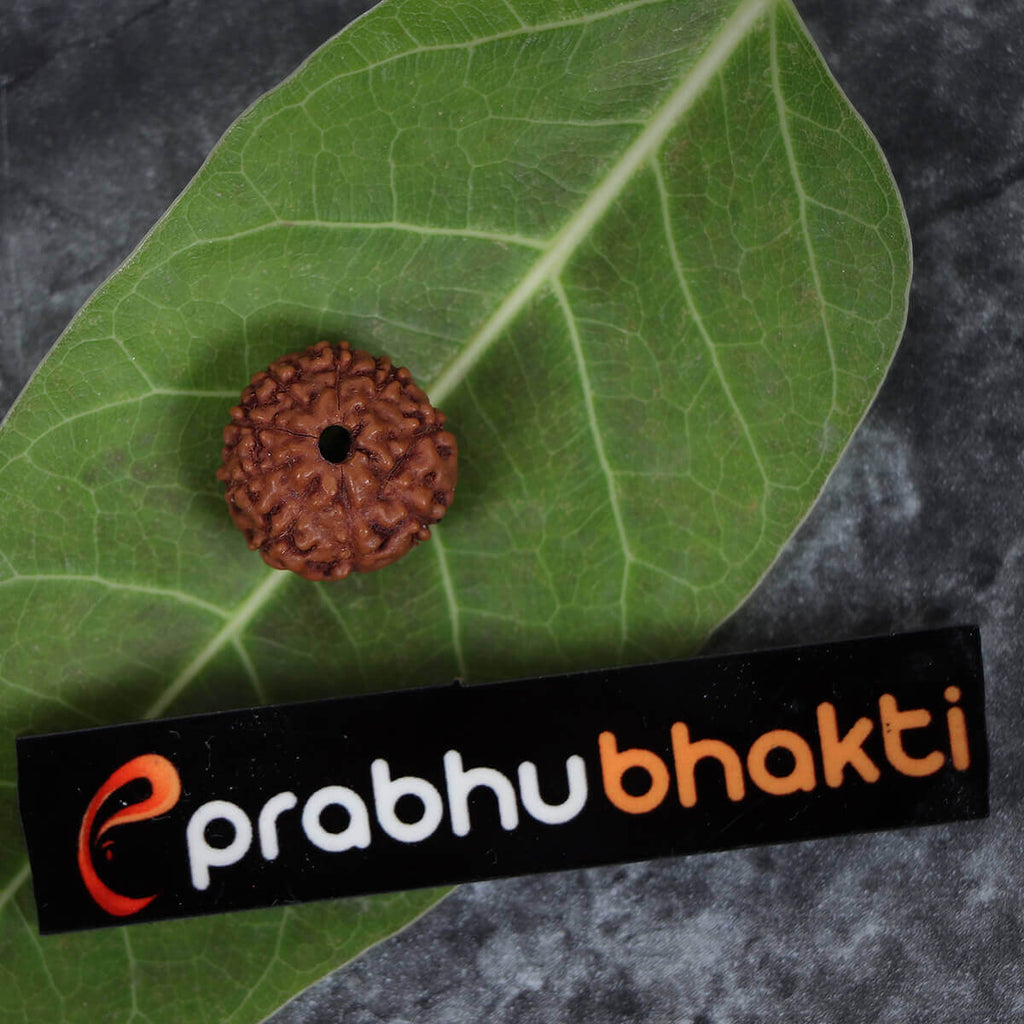 9 Mukhi Rudraksha Lab Certified Original  Rudraksha Color Brown